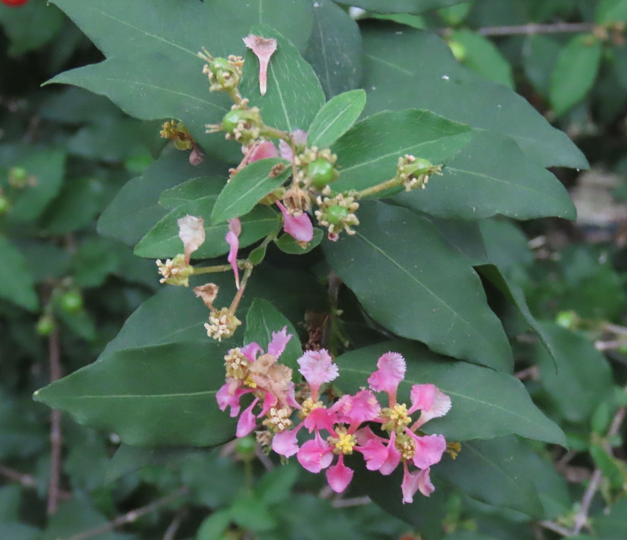 Malpighia glabra